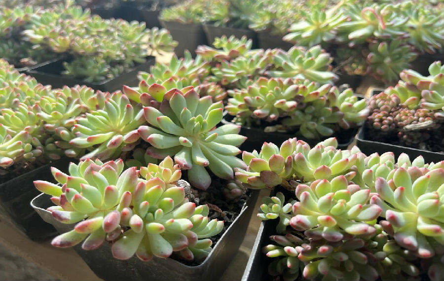 大棚花开卉向美好新生活