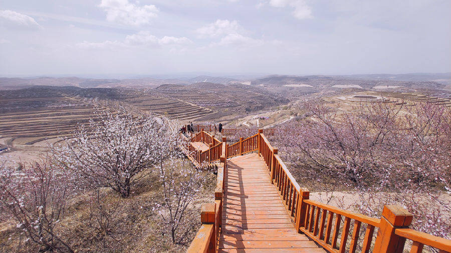 来宁夏彭阳赏梯田花海