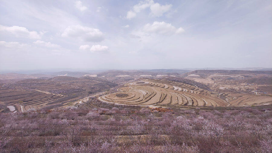 来宁夏彭阳赏梯田花海