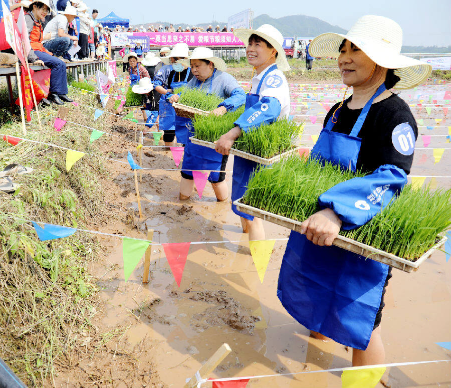 插秧大比拼稻田变赛场