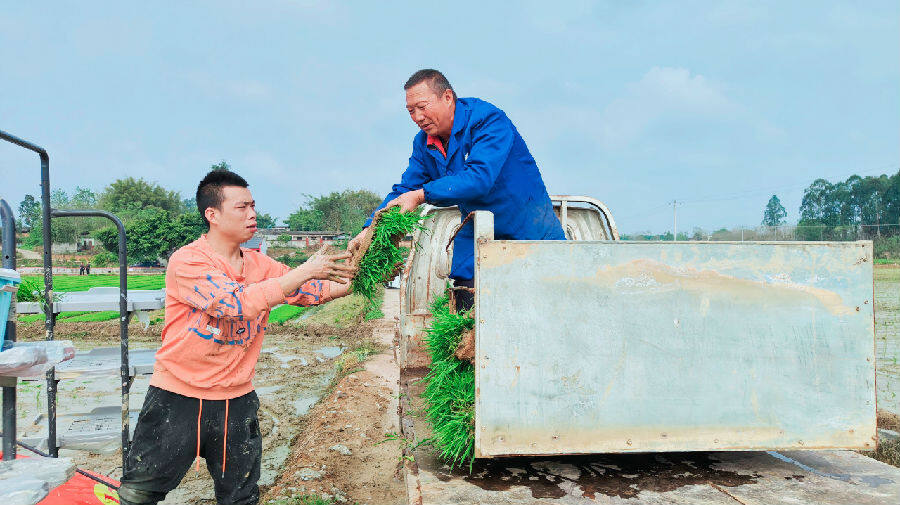 青神农田披绿装