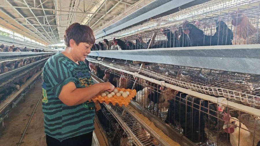 为了能把养鸡场经营好,降低鸡的病害率,张芸华一有机会就积极参加社区
