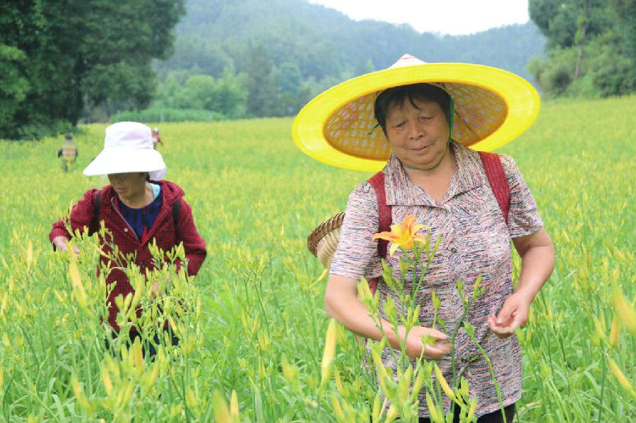 采收黄花（蒋星 摄）