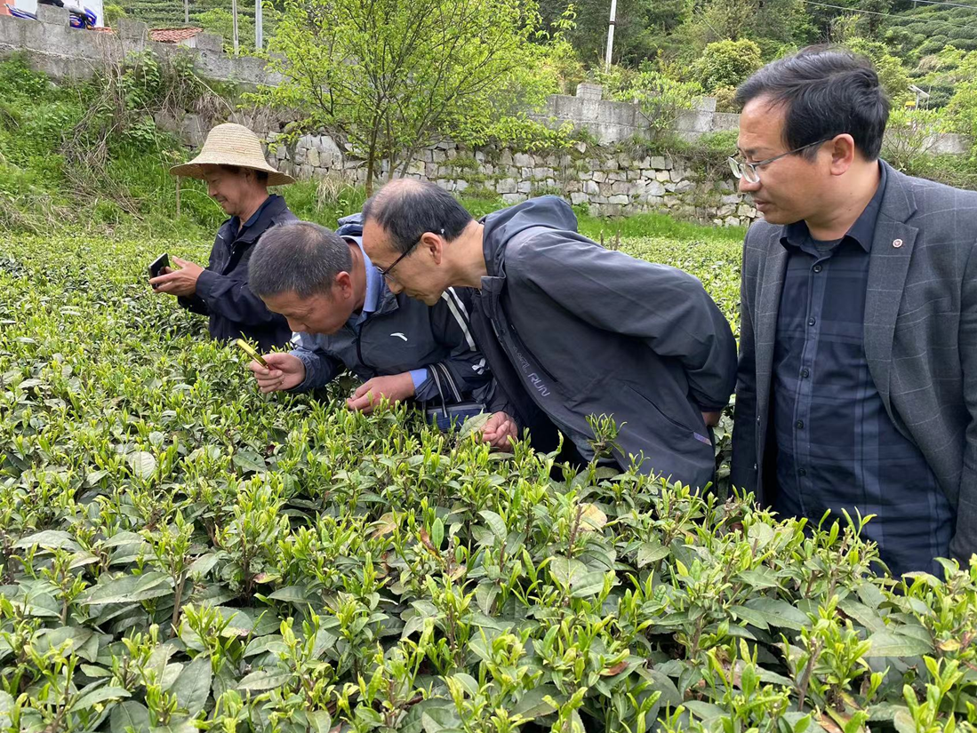 岳西县科技特派员到包家乡茶园，为茶企、茶农提供科技指导服务。（陈安兴 摄）