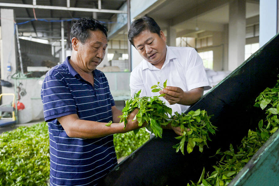 茶叶鲜叶初加工（适志宏 摄）