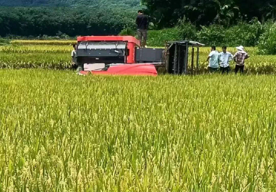 协调收割机帮助群众水稻收割（符志青 摄）