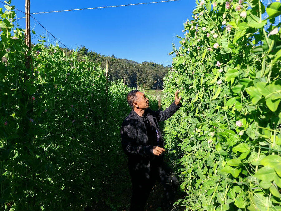 指导荷兰豆种植（李景光 摄）