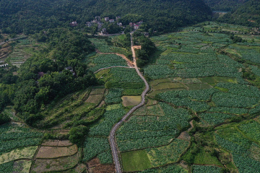 俯瞰莲藕种植基地 （韩冰 摄）