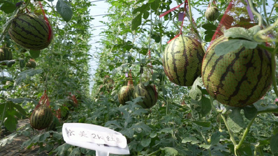 图为板桥镇罗屋村七组种植的西瓜（李锋 摄）