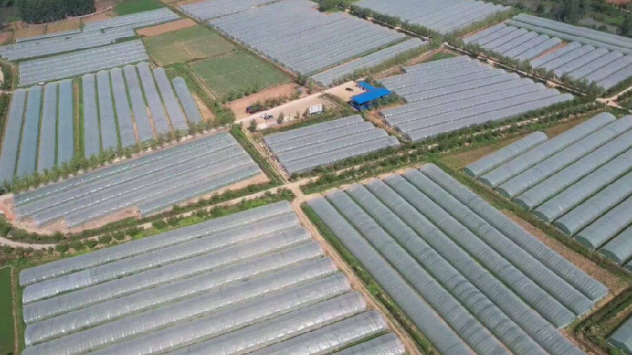 图为宜城示范大棚西瓜种植基地（李锋 摄）