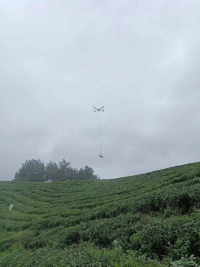 图为无人机助力“茶农”（郭军 摄）