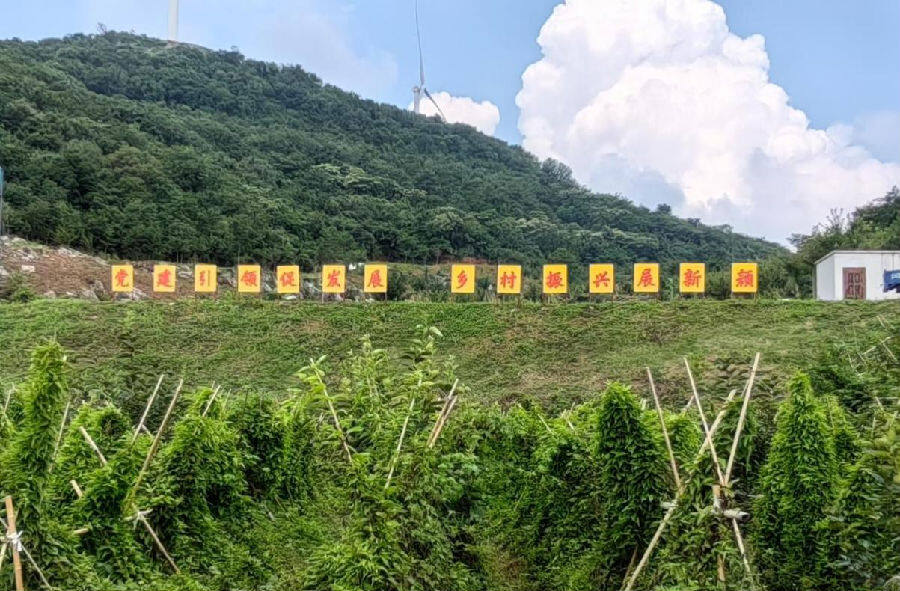 图为折旗村的中药材种植基地（郝梓潼 摄）