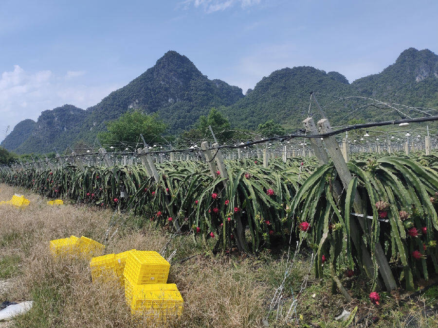 红彤彤的火龙果基地一景 （黄馨醇 摄）