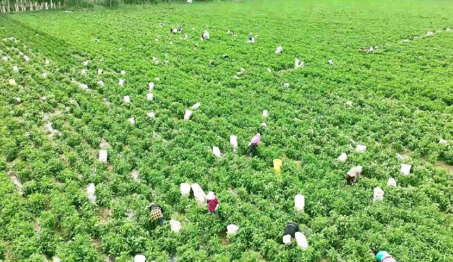 图为种植户们抢抓晴好天气进行采收 （武海涛 摄）