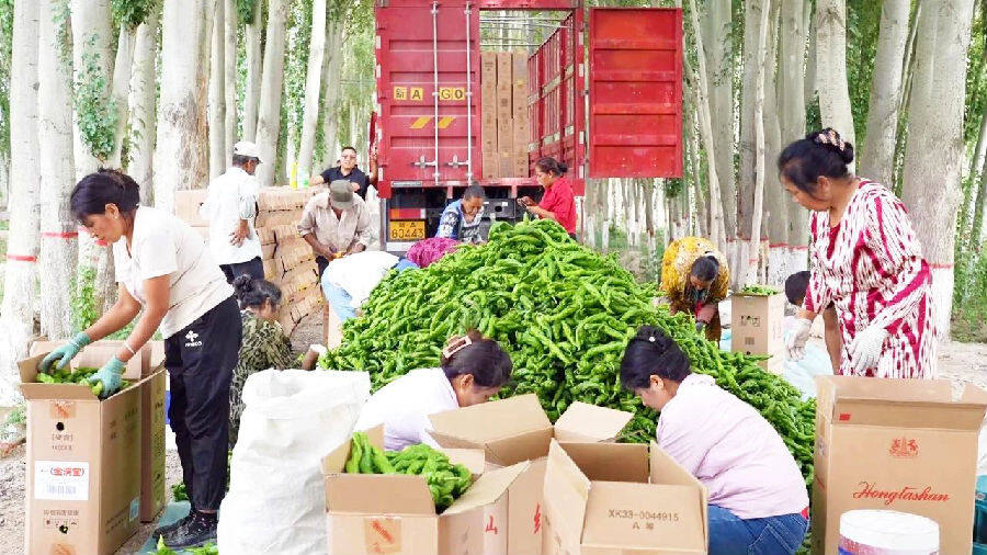 图为村民们对采摘下来的辣椒进行筛选 （武海涛 摄）