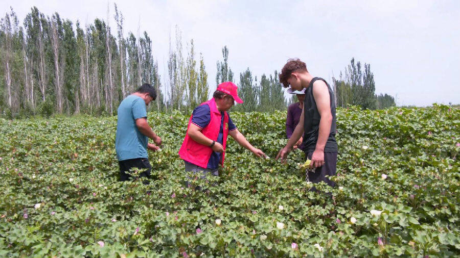 图为农技人员正在棉田对种植户进行棉花管理培训（孙季鸿 摄）