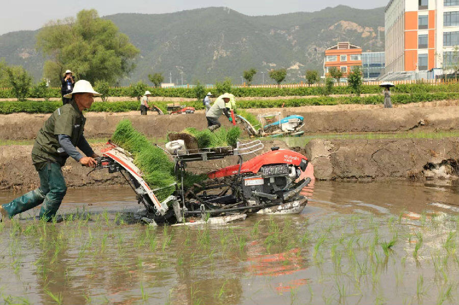 晋源区内辛勤劳作的农民们（杨润德 摄）