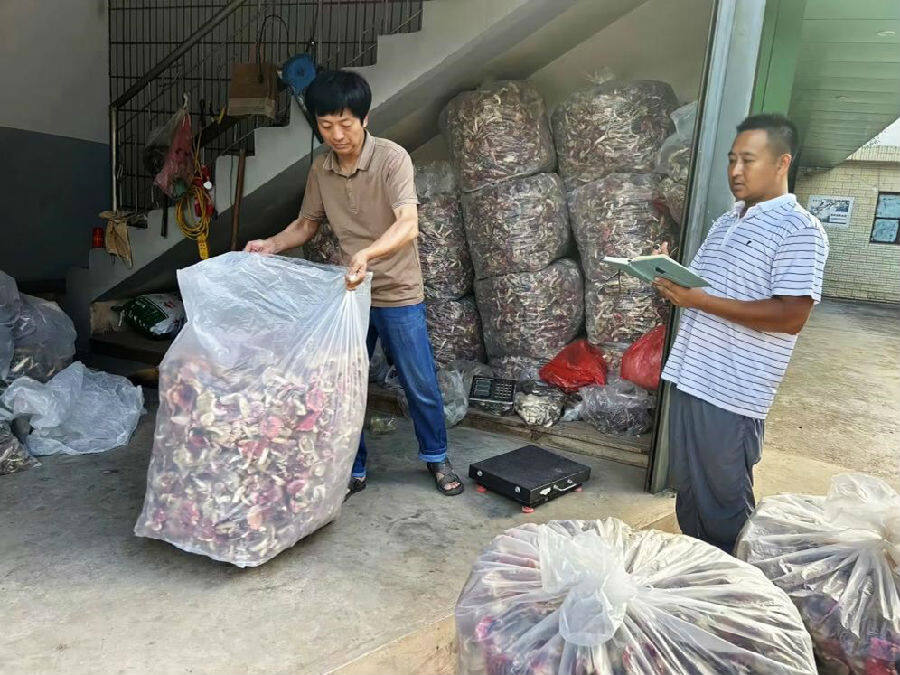 收购野生菌（孔广华 摄）
