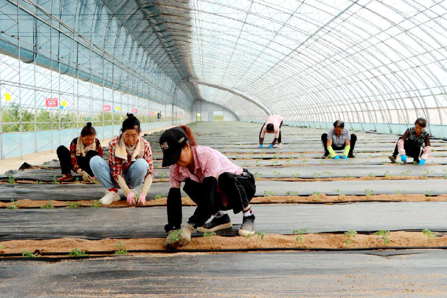 工人有序栽种“太空番茄苗”（贺润 摄）
