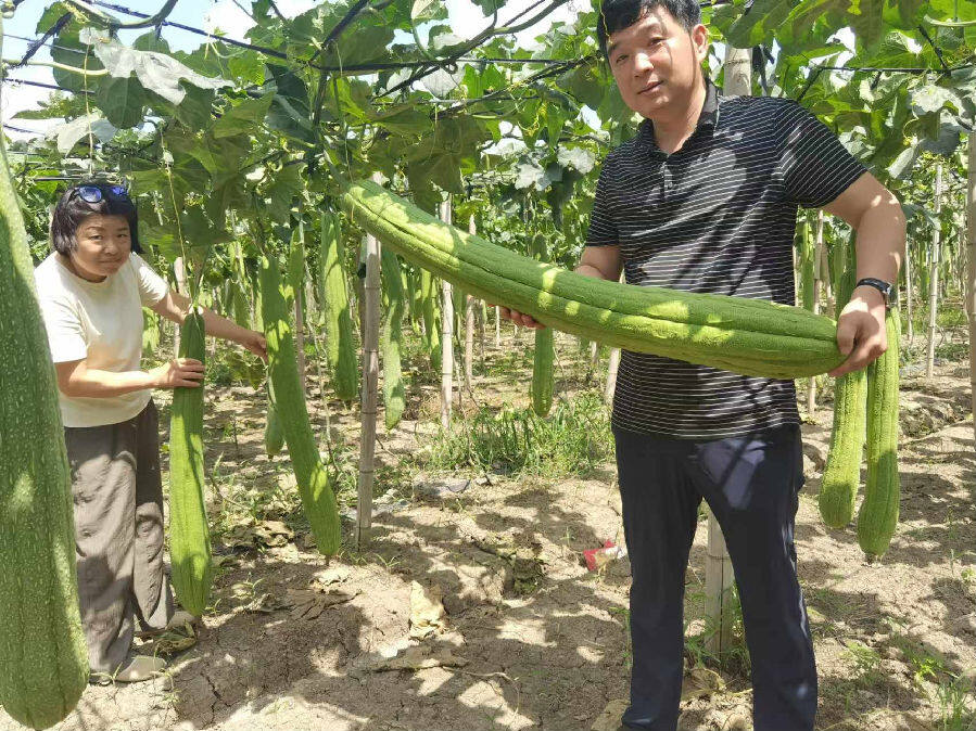 丝瓜种植现场（施广平 摄）