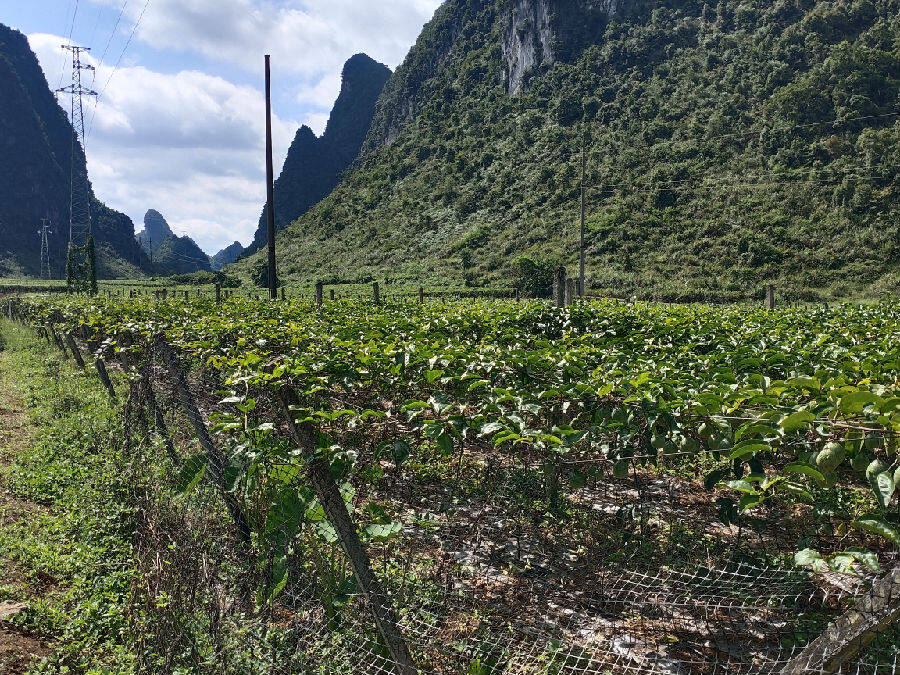 果园一景（曹良龙 摄）
