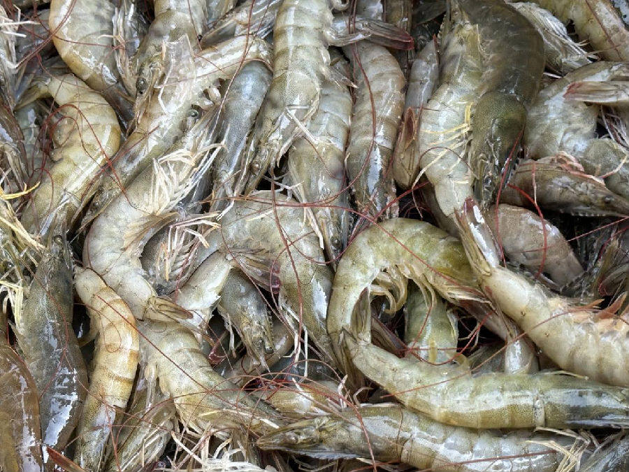 新鲜南美白对虾 （魏晓薇 摄）