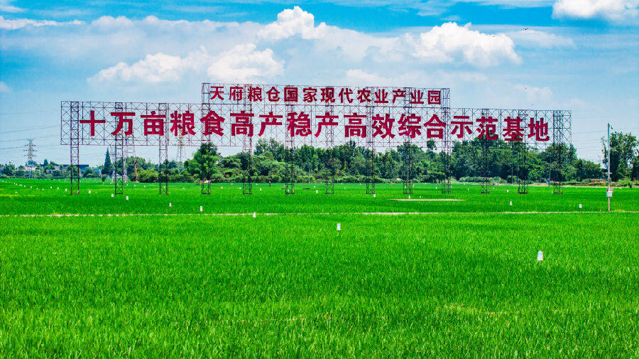 天府粮仓国家现代农业产业园十万亩粮食高产稳产高效综合示范基地（唐海龙 摄）