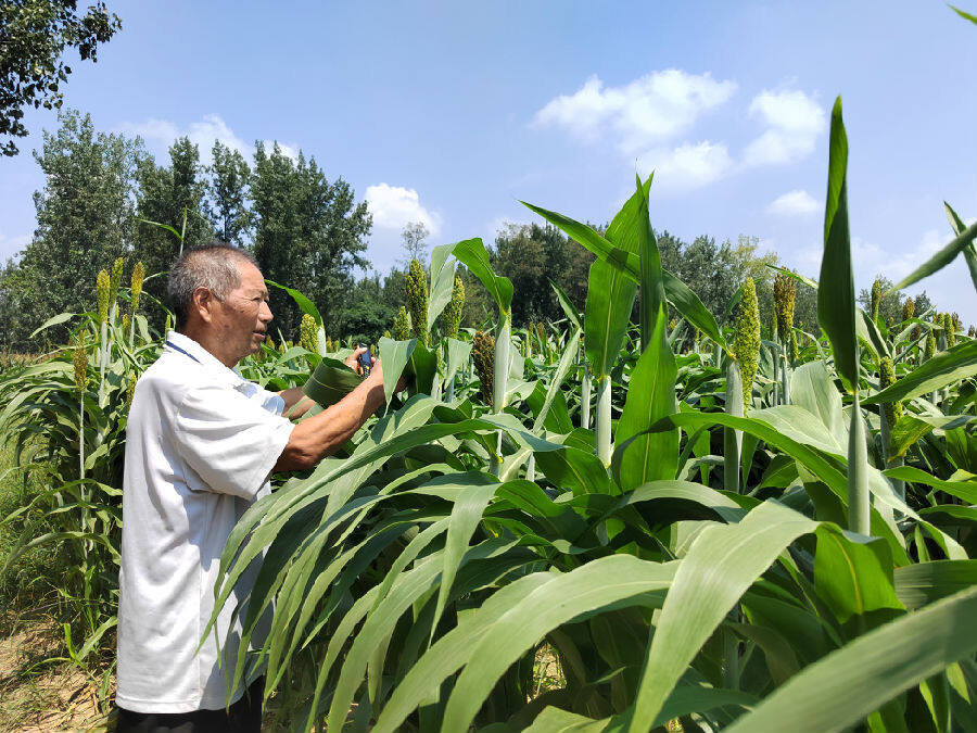 搬迁腾出的大片土地成了高标准农田（李向东 摄）