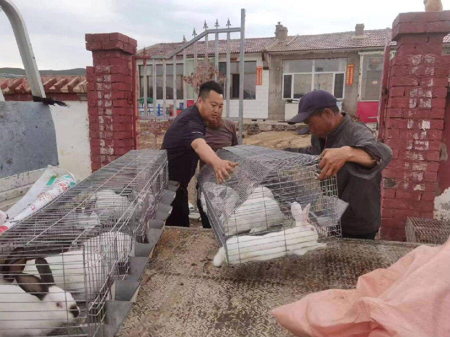 黄茂营乡种兔送上门 “蹦”出致富路（冀梦 摄）
