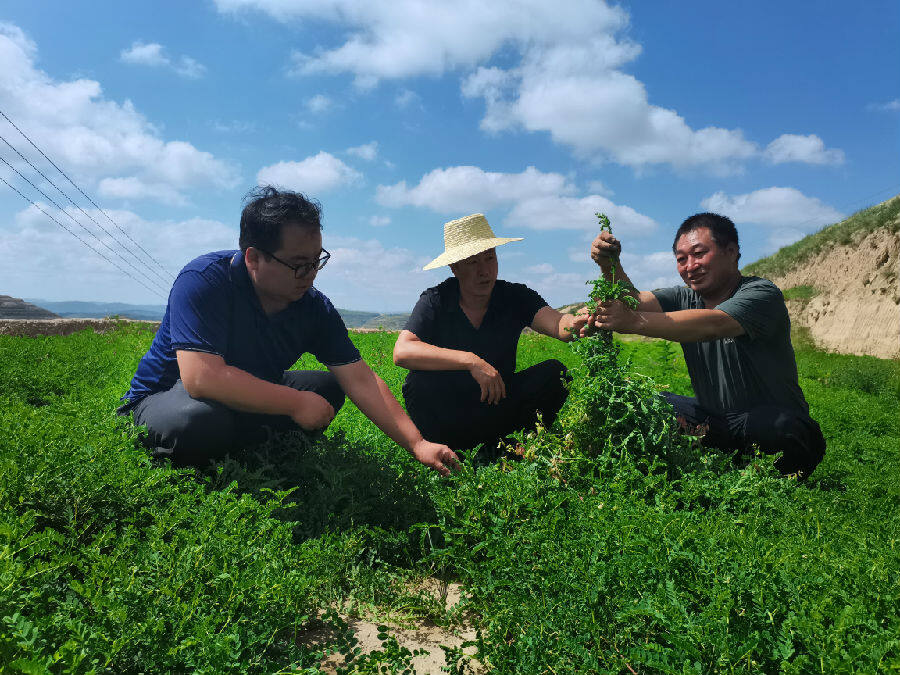 镇干部和合作社负责人查看黄芪长势 （李娟 摄）