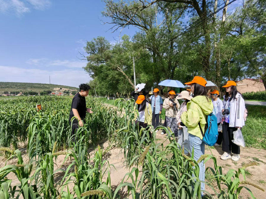 图为浙江工商大学“星期七”社会实践团队在海原县秋杂粮基地进行实地调研（李雨轩 摄）