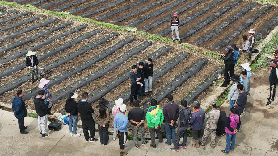 基层党支部开展“送技术下乡”主题党日（姚肖 摄）