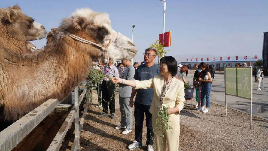图为喂骆驼体验（艾克拜尔 摄）