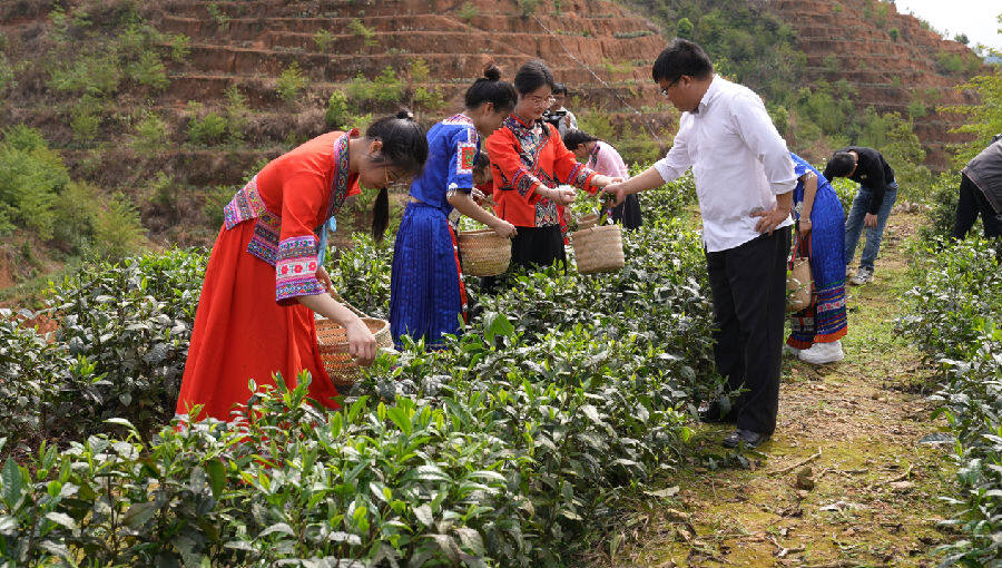 图为采摘六堡茶（莫焜 摄）