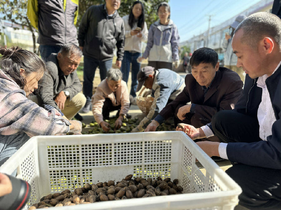 农业专家正在捡拾碧根果（张伟伟 摄）
