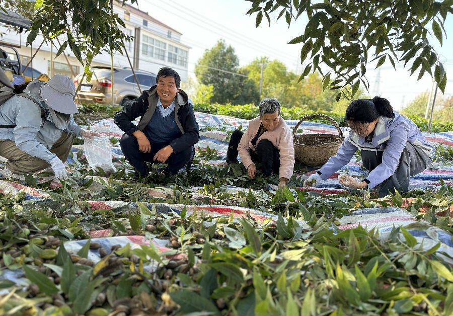 张启强（左二）与农业专家正在清理掉枝叶（张伟伟 摄）
