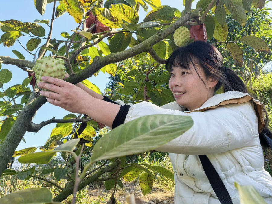 长泰区梁克山农牧家庭农场内，工作人员在采摘成熟的释迦果。（郑晓梅 摄）