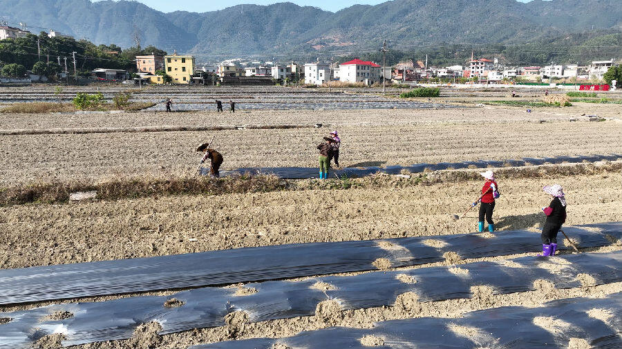 林溪村村民正忙于赶在雨前完成为75亩黄瓜的覆膜、播种。（陈玉师 摄）