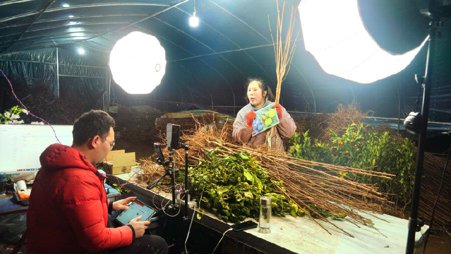 网络主播在苗木基地直播销售苗木 （汪国义  摄）