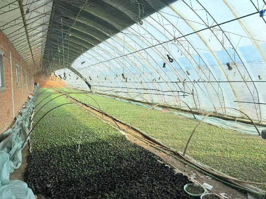 蔬菜大棚(杨悉越 摄)