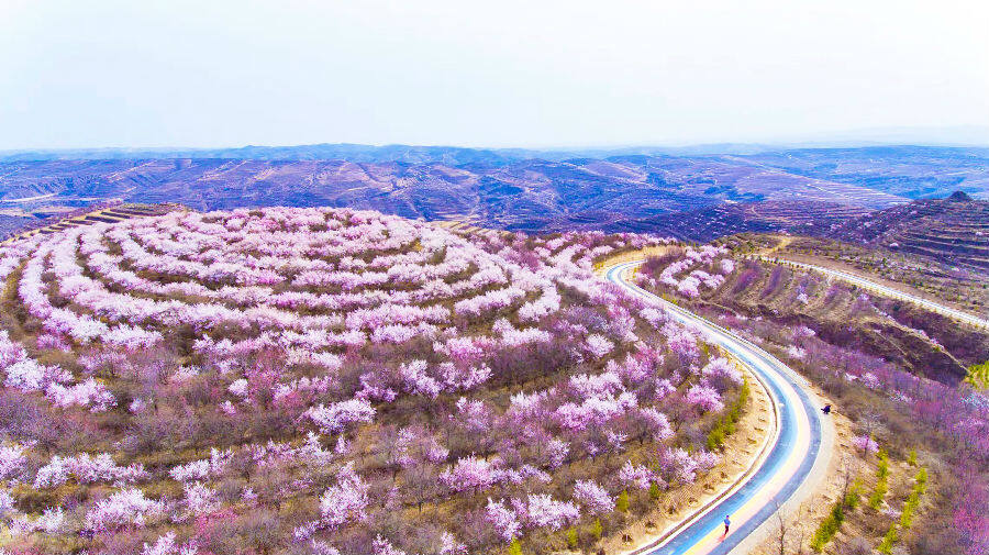  山花盛开（李学虎 摄）
