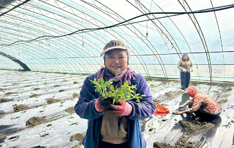 农户在温室大棚内部展示秧苗（徐嘉徽 摄）