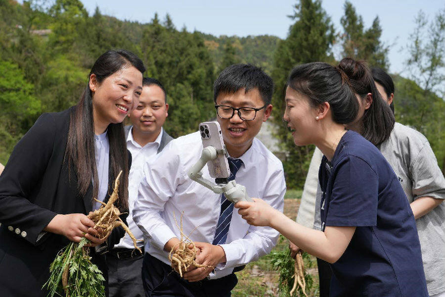 多个乡村主播正联合直播销售沙参（王韬 摄）
