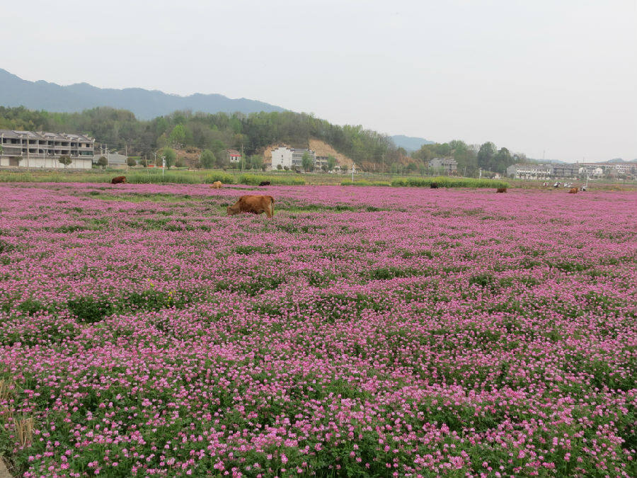 孔家坊乡紫云英进入盛花期（童曙明 摄）
