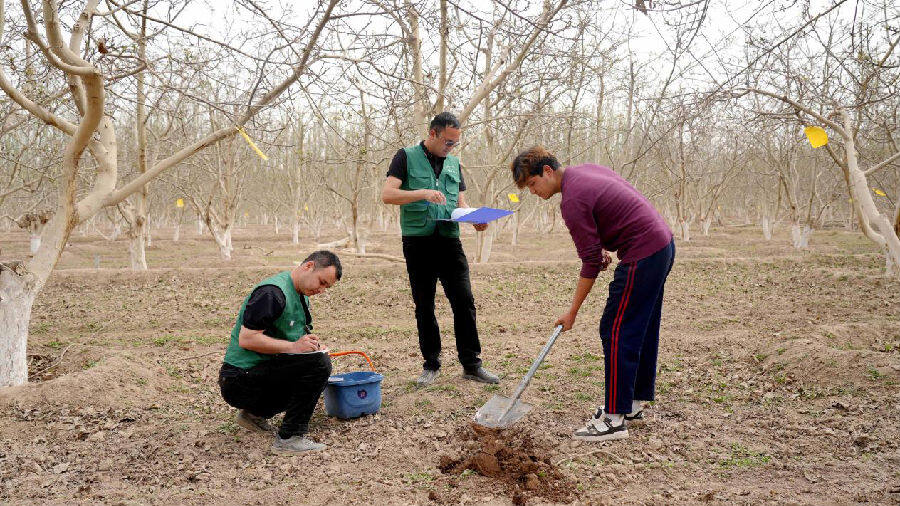 新疆零玖一生物科技有限责任公司技术人员在核桃园提取土壤样本（赵新昌 摄）