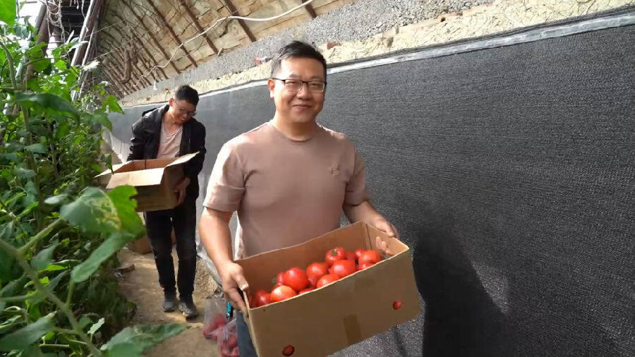 “超甜二号”番茄达到了预期产量（张晓彤 摄）