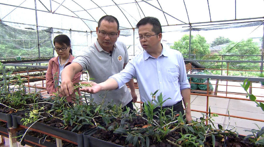 洪百中种植具有高附加值的中药材（王文强 摄）