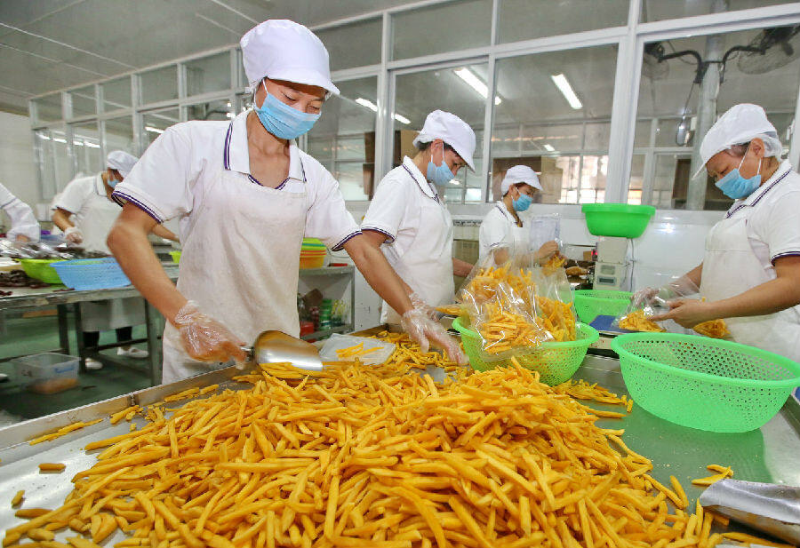 连城地瓜干加工企业加紧生产的情景（黄水林  摄）