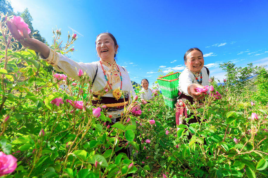 采摘玫瑰花 （肖金蓉 摄）