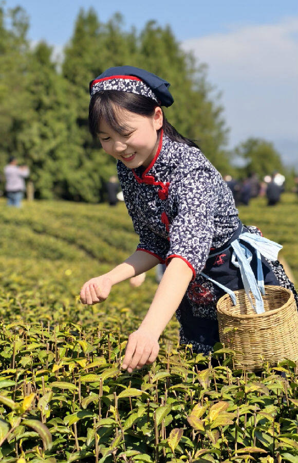 旺苍木门采茶忙（戚原 摄）